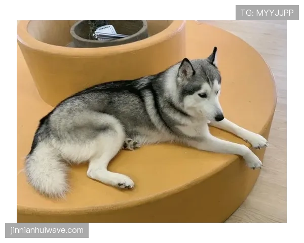 杨千霖家的狗都比你我活得精致